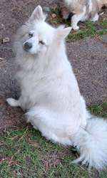 Suchmeldung-Jessi-Bild