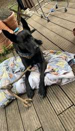 Suchmeldung-Loki-Bild