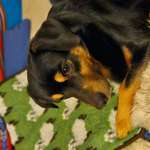 Suchmeldung-Aiko-Bild