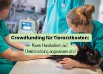 Crowdfunding für Tierarztkosten: Wenn Hundeeltern auf Unterstützung angewiesen sind-Beitrag-Bild