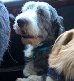 Suchmeldung-Diamond -Bild