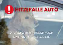 Hunde im Auto bei hohen Außentemperaturen-Beitrag-Bild