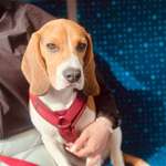 Suchmeldung-Bob-Bild