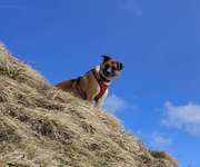 Suchmeldung-Rio-Bild