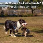 Brauchen wir getrennte Auslaufflächen für kleine Hunde? 🐶-Beitrag-Bild