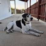 Suchmeldung-Hector-Bild