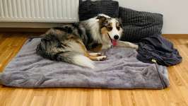 Suchmeldung-Merlin-Bild