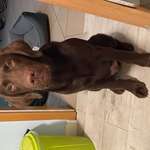 Suchmeldung-Dude-Bild