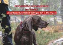 Schock im Wald: Hund reißt trächtiges Reh – Muss jetzt die Leine her?-Beitrag-Bild