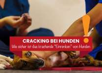 Das krachende Einrenken bei Hunden – Wohltat oder Gefahr? 💥-Beitrag-Bild