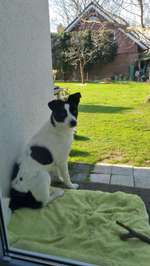 Suchmeldung-Nala-Bild