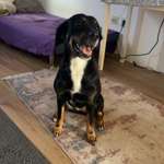 Suchmeldung-Akira-Bild