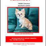 Suchmeldung-Lou-Bild