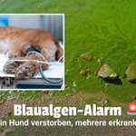 Blaualgen-Alarm: Ein Hund verstorben, mehrere erkrankt 😳😥-Beitrag-Bild