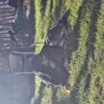 Suchmeldung-Aiko-Bild