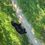 Suchmeldung-Nanchen-Bild