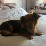 Suchmeldung-Lola-Bild