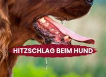 Achtung, Sommerhitze! So schützt ihr eure Hunde vor Hitzschlag 🐾☀️-Beitrag-Bild