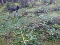 Suchmeldung-Bärli-Bild