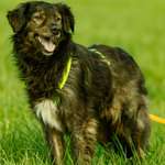 Suchmeldung-Jascha-Bild