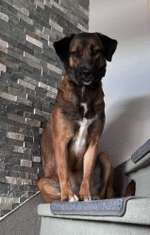 Suchmeldung-Felie-Bild