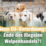 ➡️ EU-Chip-Pflicht & strengere Regeln: Rettung für Hunde & Katzen oder bürokratische Last? 🚨-Beitrag-Bild