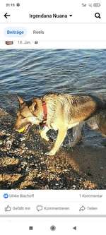 Suchmeldung-Callisto (Cali)-Bild