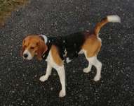 Suchmeldung-Knautschi-Bild