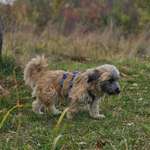 Suchmeldung-Nelly-Bild