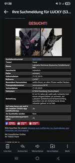 Suchmeldung-Lucky-Bild