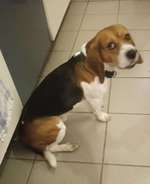 Suchmeldung-Knautschi-Bild