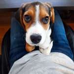 Puppy pictures-post-image