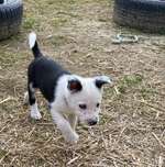 Suchmeldung-Uschi-Bild