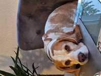 Suchmeldung-Amy-Bild