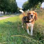 Suchmeldung-Leo-Bild