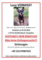 Suchmeldung-Lucy-Bild