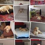 Suchmeldung-Dombi-Bild