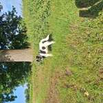 Suchmeldung-Pepe-Bild