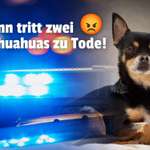 😡 Zwei Chihuahuas tot nach Streit – Wie kann das wehrlosen Tieren angetan werden?!-Beitrag-Bild