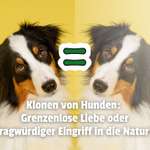 Superreiche lassen ihre Hunde klonen - Wie weit soll das noch gehen? 🤯-Beitrag-Bild