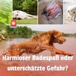 🌊🐶 Hund überall baden lassen – wie sicher ist das wirklich?-Beitrag-Bild