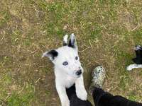 Suchmeldung-Uschi-Bild