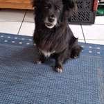 Suchmeldung-Laila-Bild