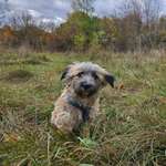 Suchmeldung-Nelly-Bild