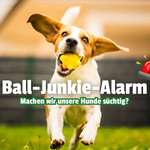 🎾 Balljunkie oder einfach verspielt? Wann Spielen zur Sucht wird-Beitrag-Bild