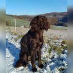 Suchmeldung-Bente-Bild