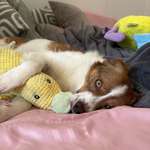 Suchmeldung-Winnie-Bild