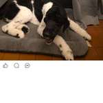 Suchmeldung-Püppi-Bild