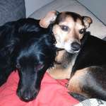 Suchmeldung-Lotti und Rudi -Bild