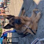 Suchmeldung-Mina-Bild